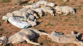 وباء الماشية يواصل الزحف واللقاح في خبر كان