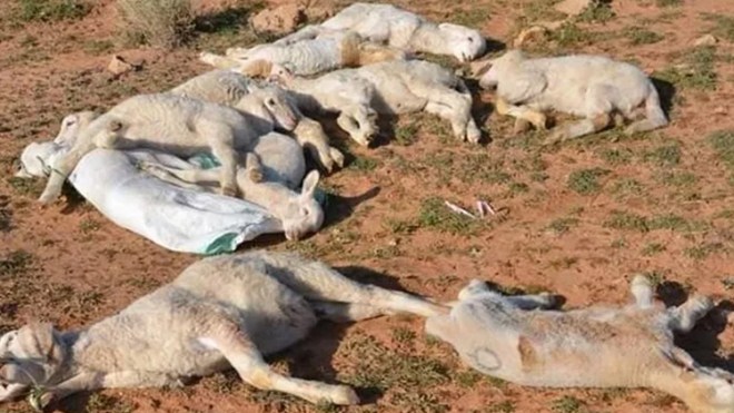 وباء الماشية يواصل الزحف واللقاح في خبر كان