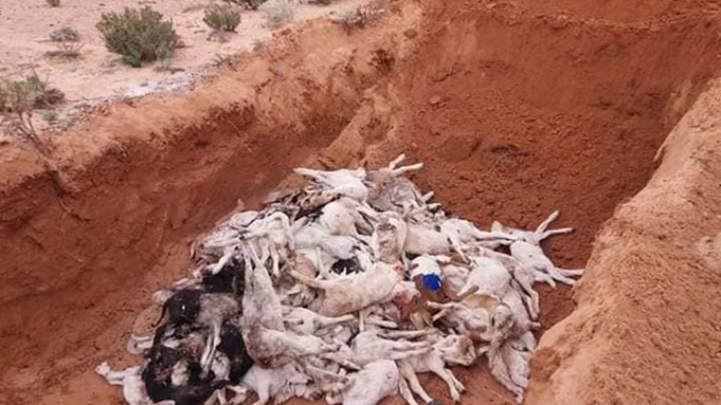 مفتشية البيطرة تحصي نفوق أزيد من 250 خروفا في أيام وتطمئن