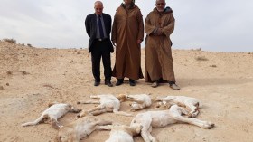 وباء المجترات الصغيرة يواصل إبادة الماشية والموّالون يستغيثون