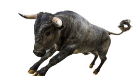 ثور يحتج على المجازر المرتكبة في سوريا و مصر !