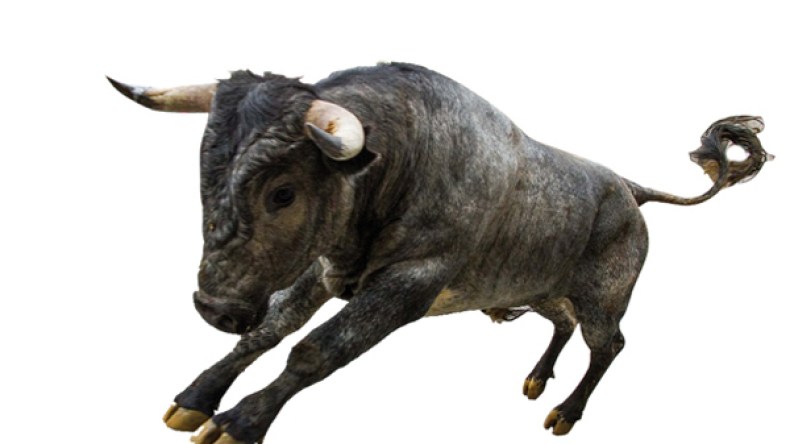 ثور يحتج على المجازر المرتكبة في سوريا و مصر !