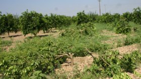 جريمة نكراء في حق مستثمرة فلاحية بالعاصمة