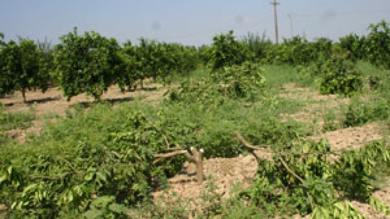 جريمة نكراء في حق مستثمرة فلاحية بالعاصمة