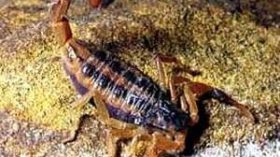 74 وفاة بالتسمم العقربي من بين 50 ألف إصابة بالجزائر