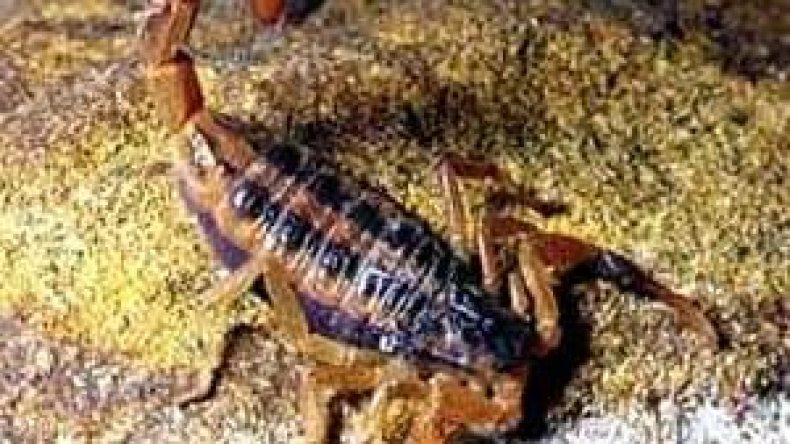 74 وفاة بالتسمم العقربي من بين 50 ألف إصابة بالجزائر