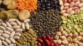 إتلاف 667 طن من البقوليات الجافة الفاسدة بالبويرة