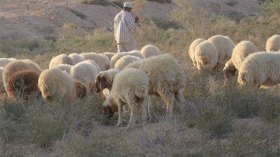 وفاة راع عطشا بعد أن ظل طريقه بتمنراست
