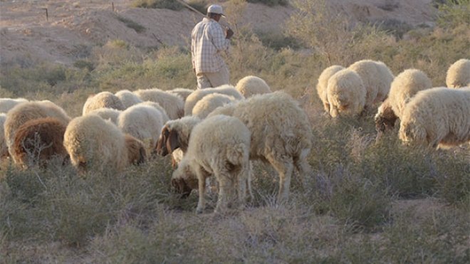 وفاة راع عطشا بعد أن ظل طريقه بتمنراست