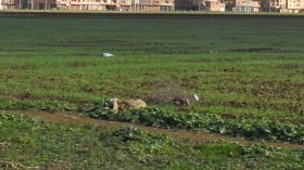 ندرة البذور وغلاء أسعارها يهددان بموسم فلاحي صعب هذا العام