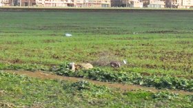 المستثمرات الجماعية.. أراض جرداء ومواقع بلا عناوين