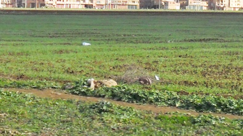 المستثمرات الجماعية.. أراض جرداء ومواقع بلا عناوين