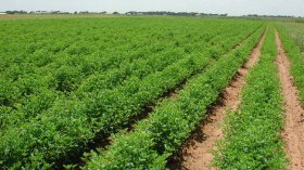 الجزائر تسعى لبلوغ مليوني هكتار من الأراضي المسقية