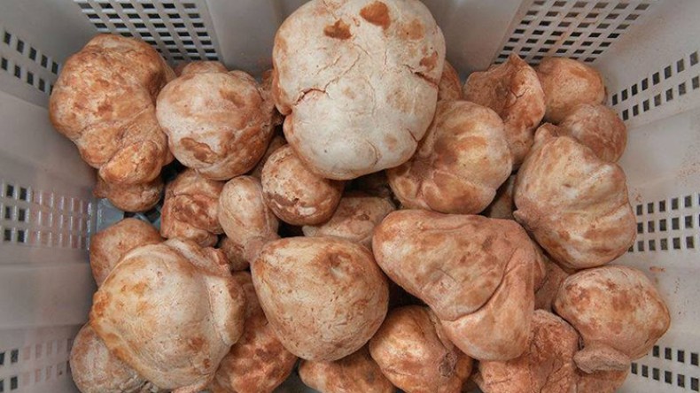 إيليزي.. قبلة لهواة البحث عن الترفاس