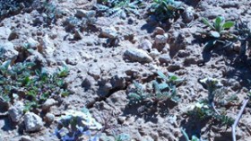 تصدير “الترفاس” إلى الخليج يكبّد بنك الجزائر خسارة بـ 4 ملايير