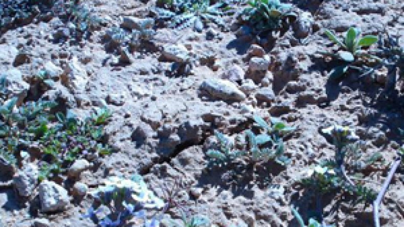 تصدير “الترفاس” إلى الخليج يكبّد بنك الجزائر خسارة بـ 4 ملايير