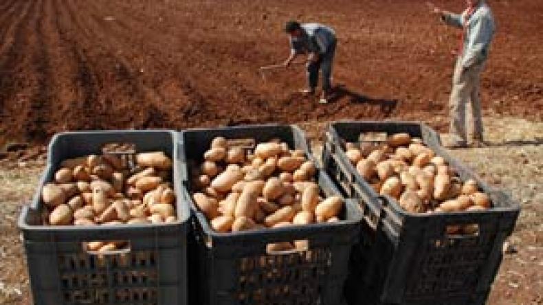 900 ألف فلاح لم يحصلوا على البذور بسبب شهادة “لاكاسنوس”