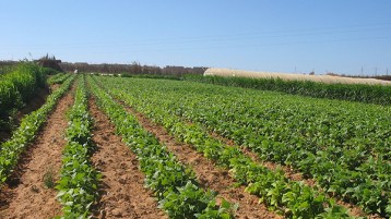 العقار الذي عقروه!