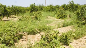 رجال‭ ‬أعمال‭ ‬‮”‬أمّموا‮”‬‭ ‬آلاف‭ ‬الهكتارات‭ ‬للإستفادة‭ ‬من‭ ‬قروض‭ ‬الشباب