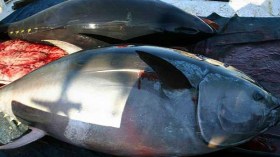 وفرة في سمك التونة بتيبازة والمضاربة في الأسعار تتواصل