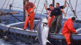 الجزائر تحتفظ بحصتها من التونة الحمراء لسنة 2014