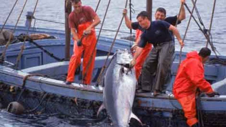 الجزائر تحتفظ بحصتها من التونة الحمراء لسنة 2014
