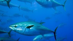 أين تذهب سمك التونة الجزائرية؟