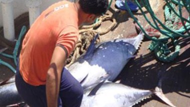 Pêche du thon rouge/Abdallah Khenafou : « l’Algérie a été victime d’une arnaque »