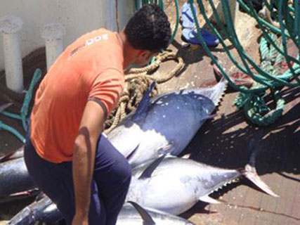 Pêche du thon rouge/Abdallah Khenafou : « l’Algérie a été victime d’une arnaque »