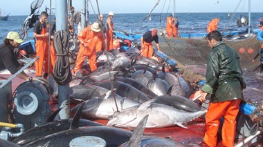 Fisheries Ministry gripped by scandal over smuggling of blue fin tuna to Turkey