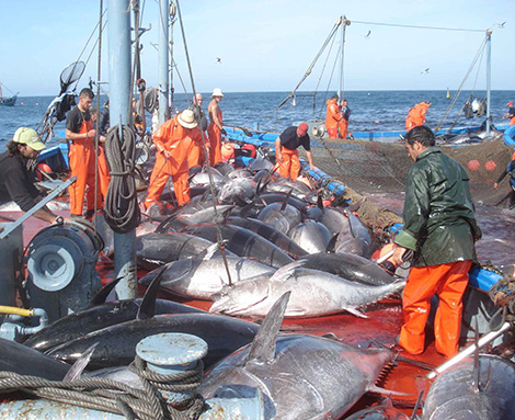Fisheries Ministry gripped by scandal over smuggling of blue fin tuna to Turkey
