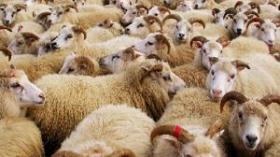 الدرك وحرس الحدود يحبطان أكبر عملية لتهريب الماشية عبر الحدود الشرقية