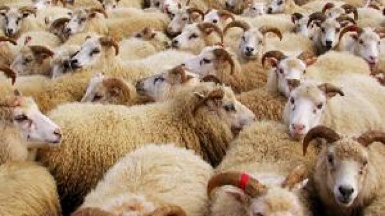 تطويق الحدود للإطاحة بمافيا تهريب كباش العيد