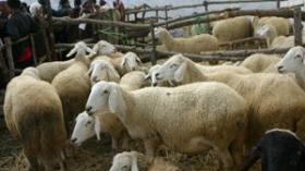 أسعارالماشية ستعرف ارتفاعا قبل عيد الأضحى