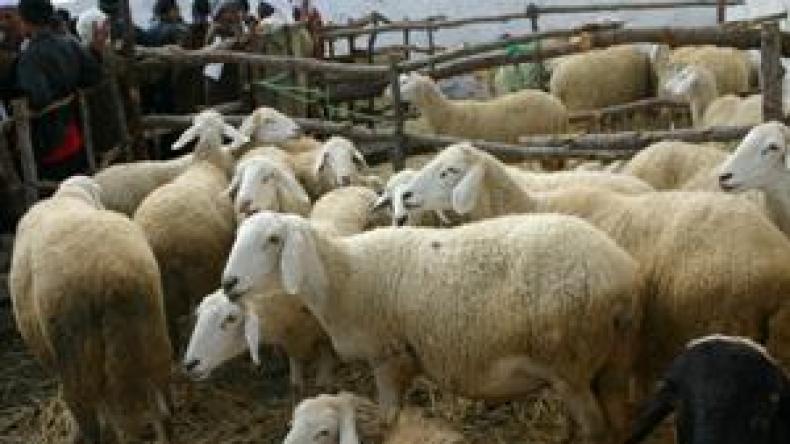 أسعارالماشية ستعرف ارتفاعا قبل عيد الأضحى