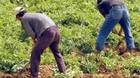 150 ألف مستثمر فلاحي يطالبون بعقود امتياز أراضيهم