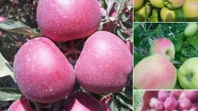 ريادة في إنتاج التفاح ومعاناة من الجفاف والتلوث وغياب السدود