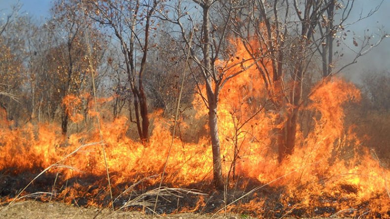 النيران تبيد الغابات والمحاصيل الزراعية بتيبازة