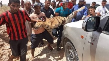 Touggourt: Un tigre du Bengale abattu après s’être échappé d’un parc zoologique