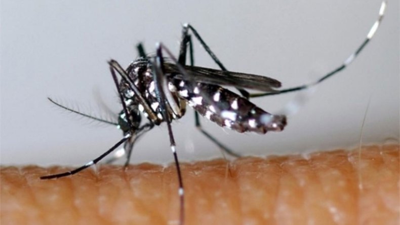 وزارة الصحة تدعو المواطنين للتبليغ عن بعوضة النمر