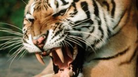 نمر يهاجم فتاة بالسعودية ويصيبها بالذعر الشديد