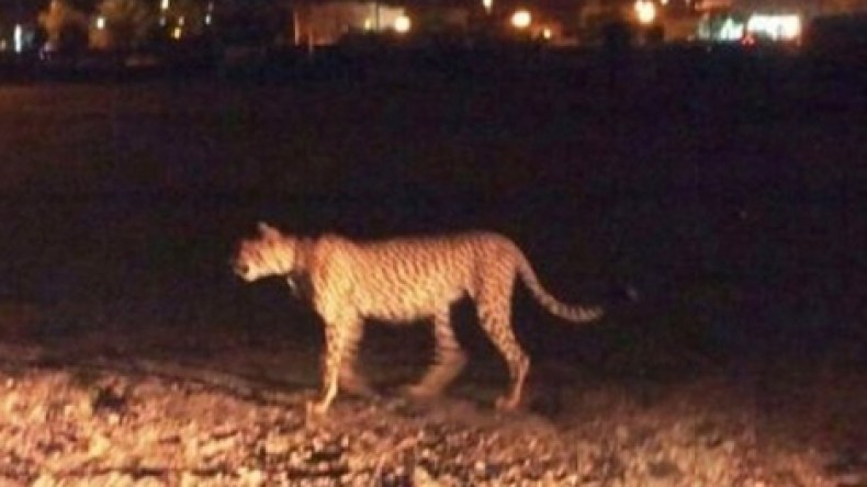 نمر يثير الهلع في إحدى الضواحي الباريسية