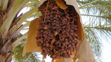 Exportations de dattes : deux opérateurs algériens à la conquête de nouveaux marchés internationaux