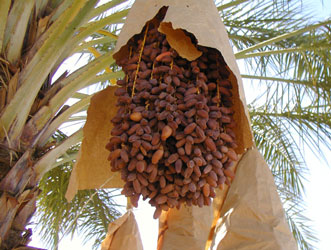 Exportations de dattes : deux opérateurs algériens à la conquête de nouveaux marchés internationaux