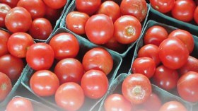 “أسعار الطماطم مستقرة طيلة رمضان بعد الارتفاع المسجل منذ أشهر”