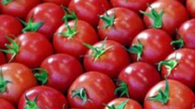 احتكار القروض البنكية تسبب في غلق 13 مصنعا  للطماطم الصناعية بالجزائر