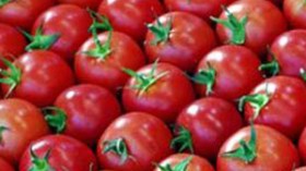 توقف وحدات التحويل عن النشاط يهدد بكساد محصول الطماطم
