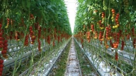 استقدمت تقنيين ومهندسين أجانب بخبرة عالية وهذا ما أجنيه!!