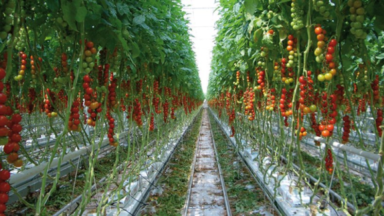 استقدمت تقنيين ومهندسين أجانب بخبرة عالية وهذا ما أجنيه!!