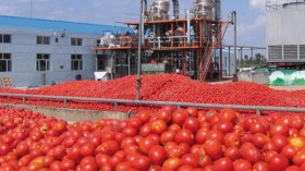 الإنتاج في أي محصول لا يتجاوز نسبة 30% وباقي الأرقام مجرد تصّريحات خيالية